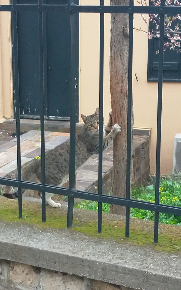 cats in Athens 4